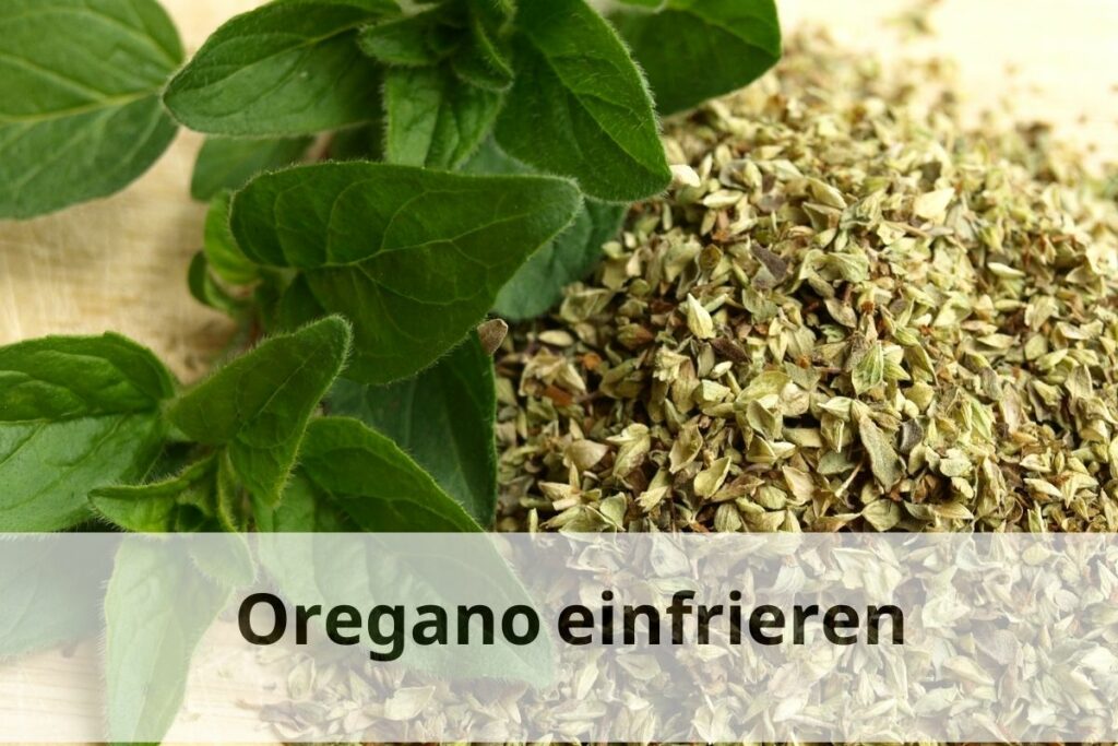Wie lange kann man Oregano einfrieren