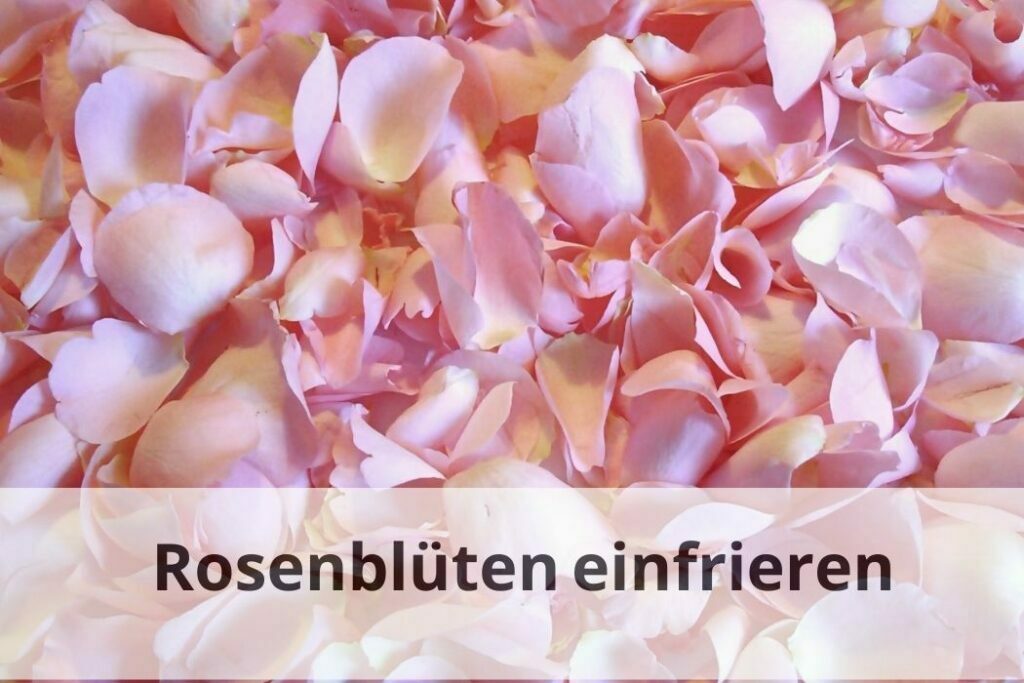 Wie lange kann man Rosenblüten einfrieren
