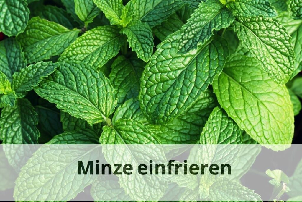 wie lange Kann man Minze einfrieren