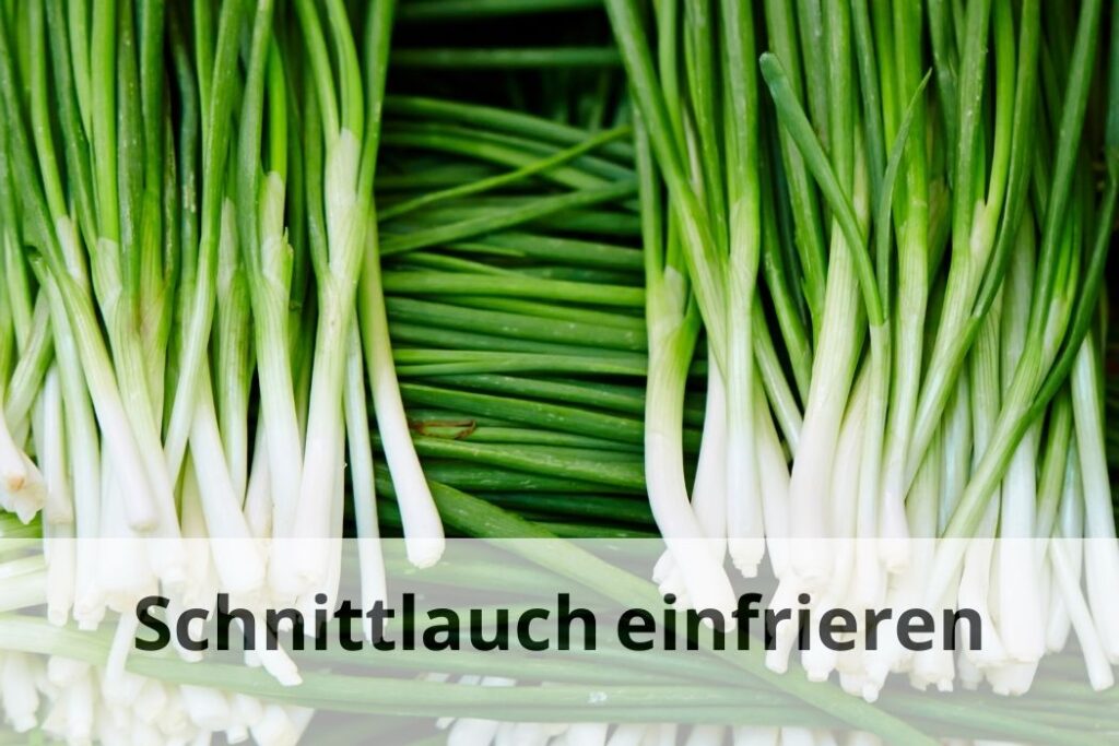 Wie lange kann man Schnittlauch einfrieren