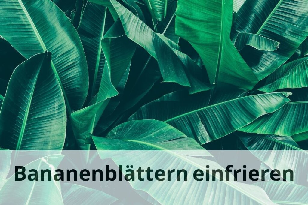 wie lange Kann man Bananenblätter einfrieren