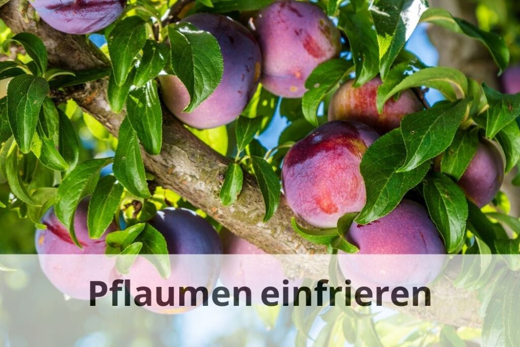 wie lange Kann man Pflaumen einfrieren