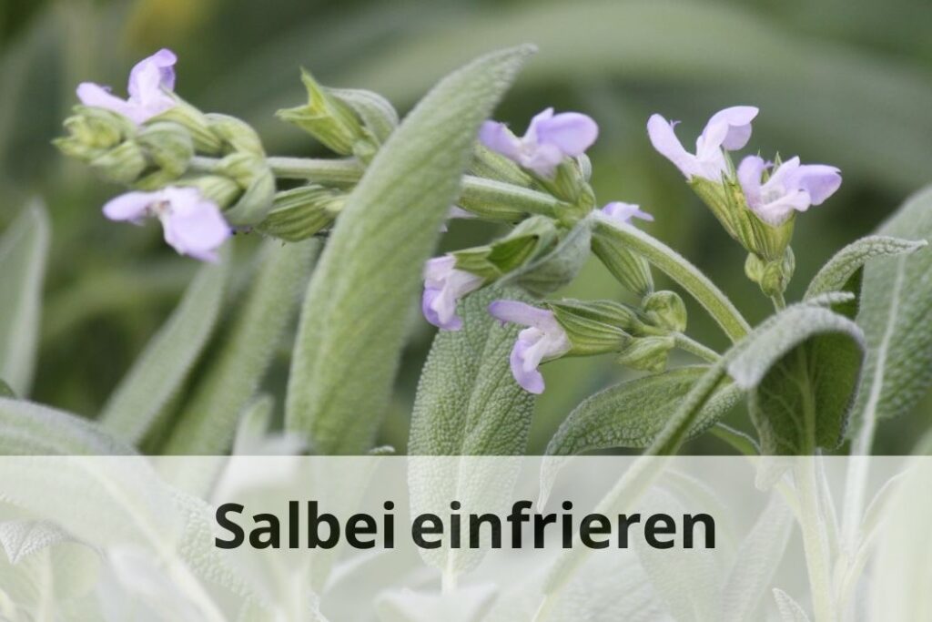 wie lange kann man Salbei einfrieren