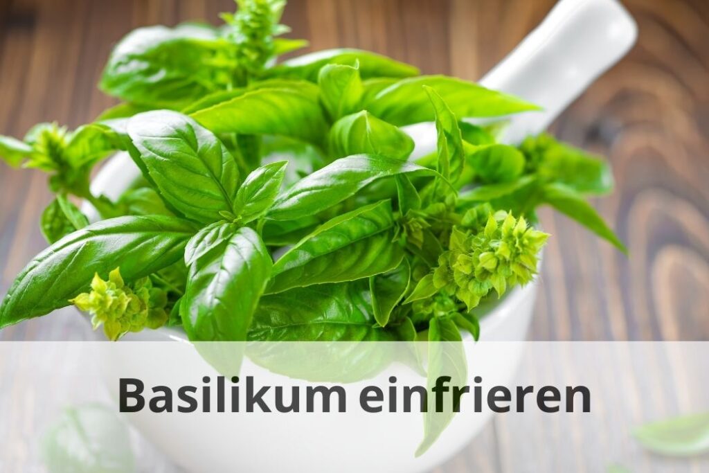 wie lange Kann man Basilikum einfrieren