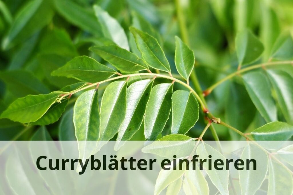 wie lange Kann man Curryblätter einfrieren