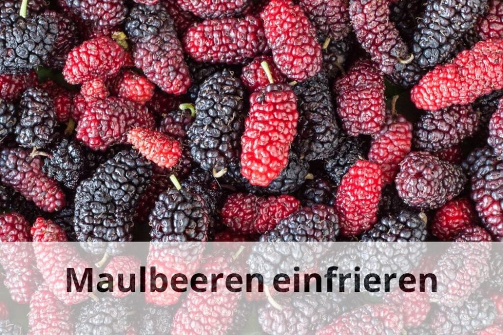 wie lange Kann man Maulbeeren einfrieren