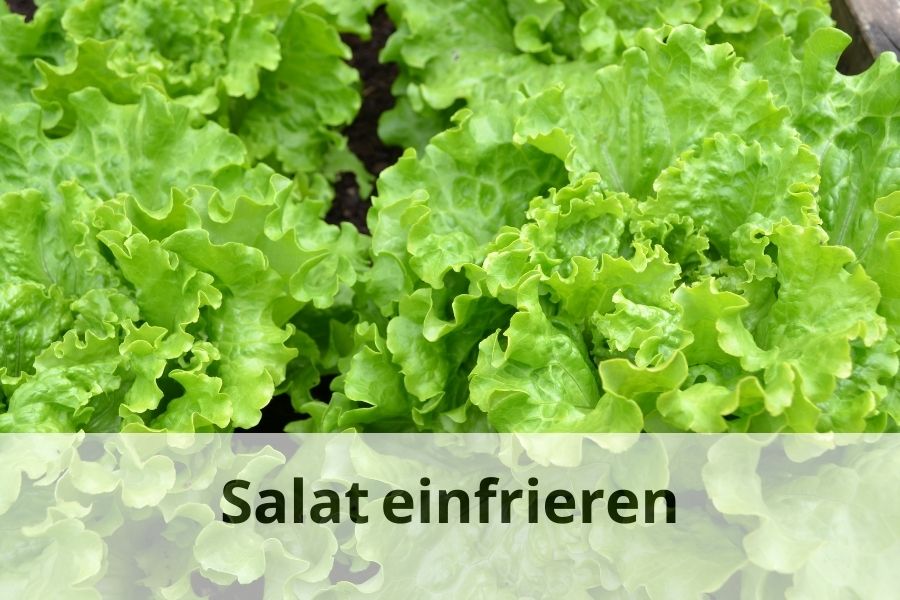 wie lange Kann man Salat einfrieren