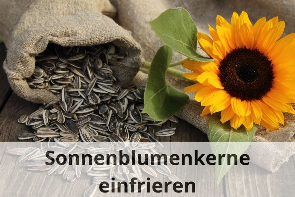 wie lange kann man Sonnenblumenkerne einfrieren