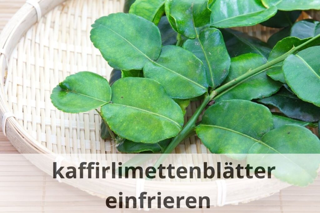 wie lange kann man kaffirlimettenblätter einfrieren