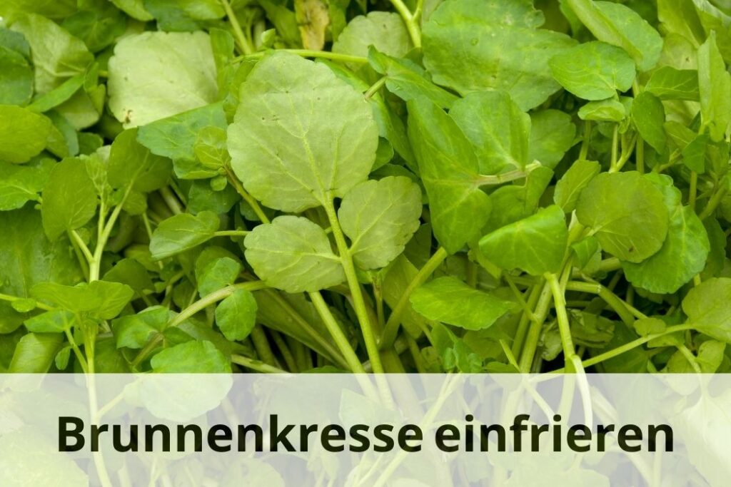 wie lange Kann man Brunnenkresse einfrieren