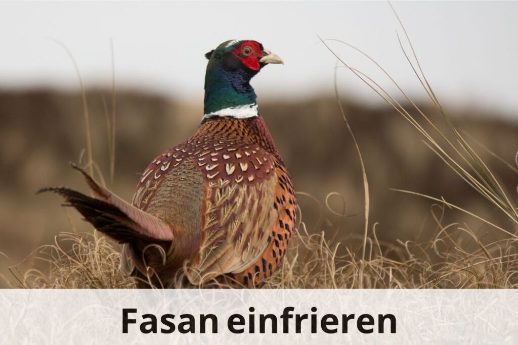 wie lange Kann man Fasan einfrieren