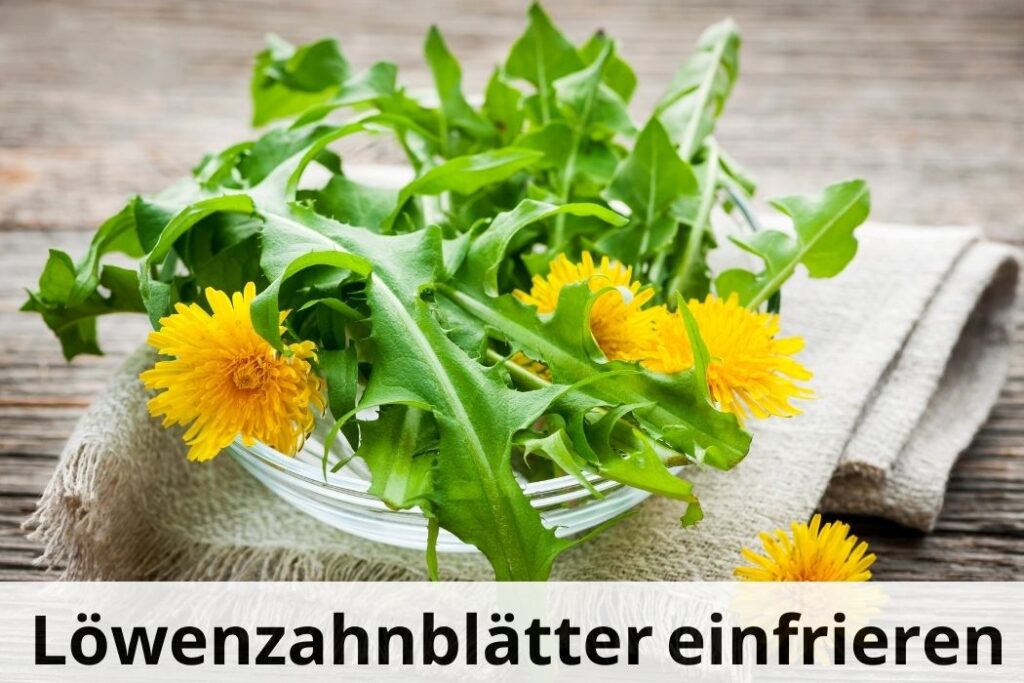 wie lange kann man Löwenzahnblätter einfrieren